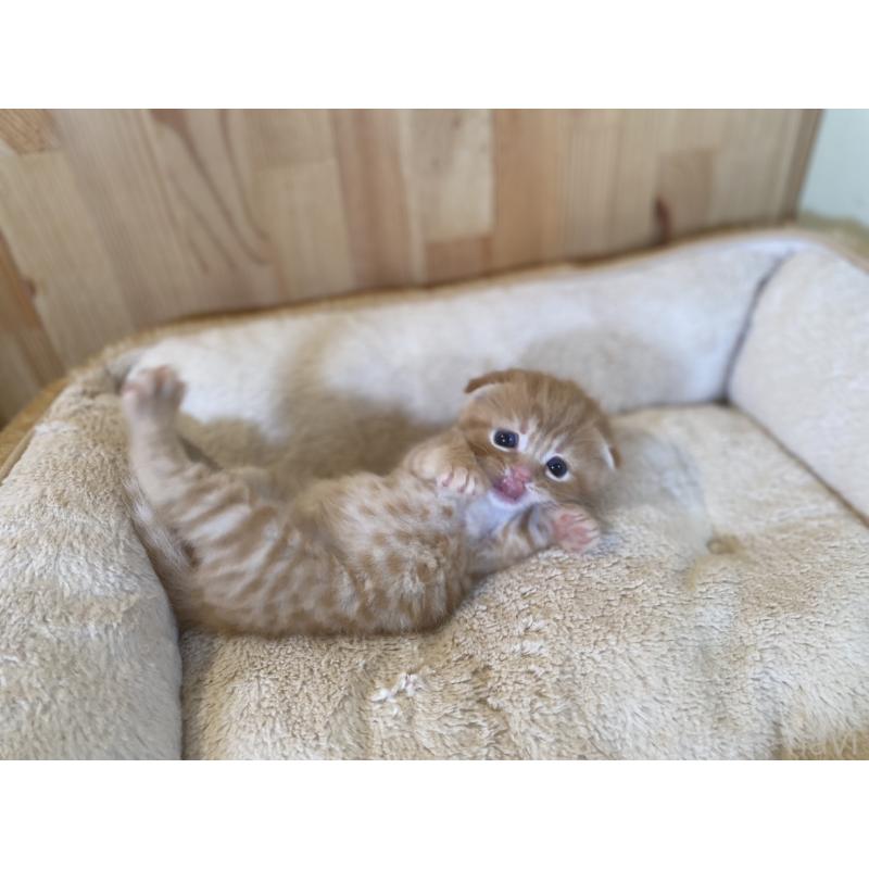 販売中の長野県のスコティッシュフォールド(折れ耳)-129370の8枚目