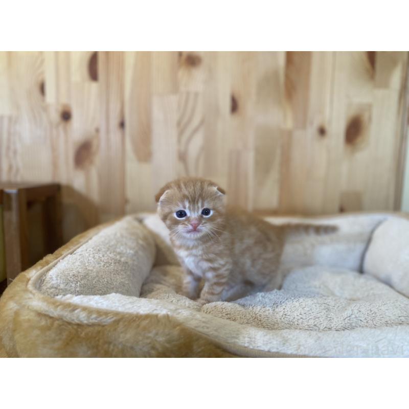 販売中の長野県のスコティッシュフォールド(折れ耳)-129370の7枚目