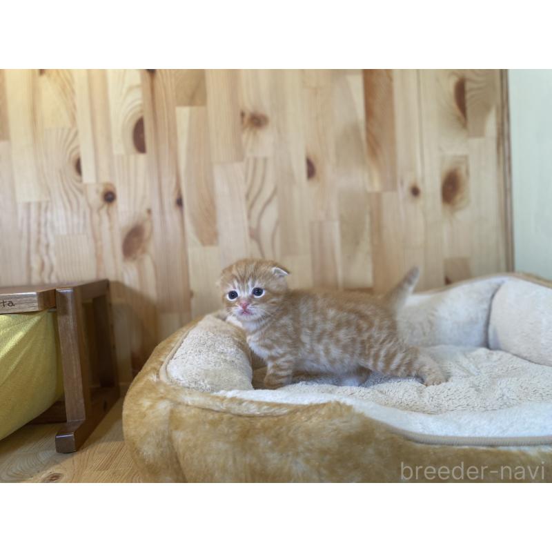 販売中の長野県のスコティッシュフォールド(折れ耳)-129370の6枚目