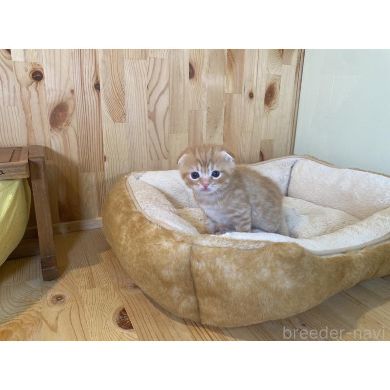 販売中の長野県のスコティッシュフォールド(折れ耳)-129370の5枚目