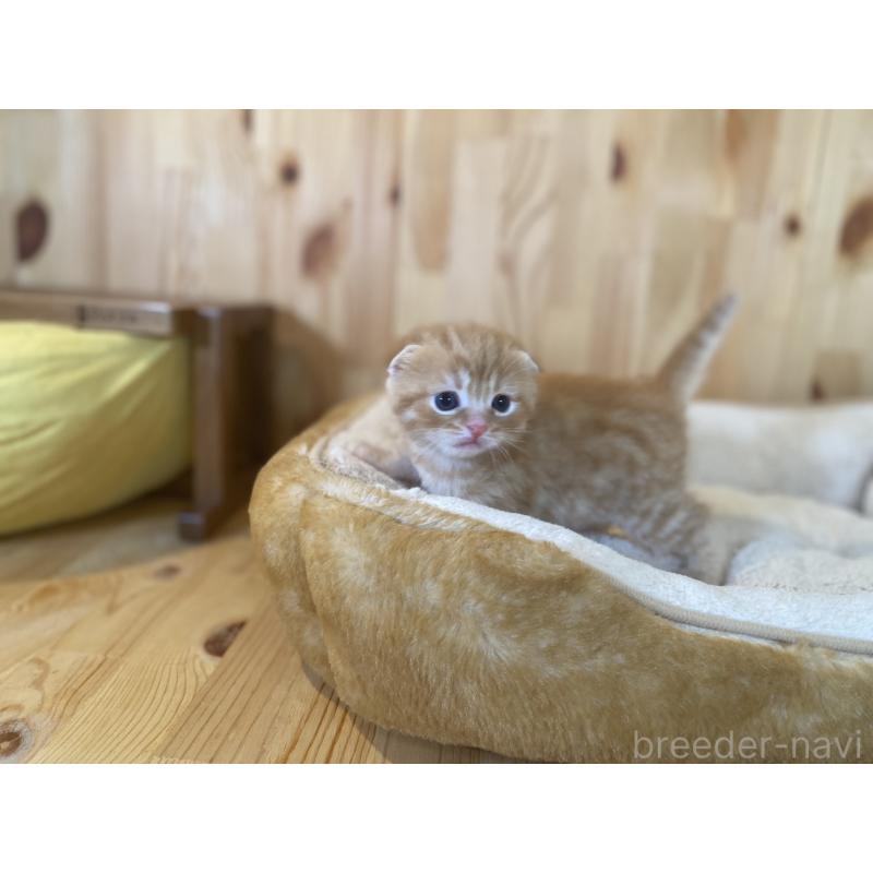 販売中の長野県のスコティッシュフォールド(折れ耳)-129370の4枚目