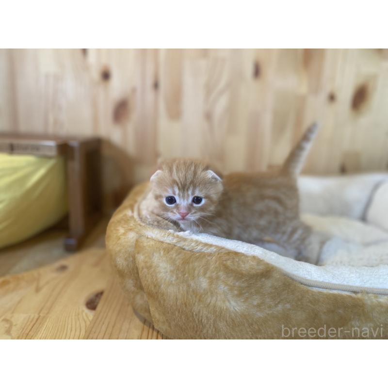 販売中の長野県のスコティッシュフォールド(折れ耳)-129370の3枚目