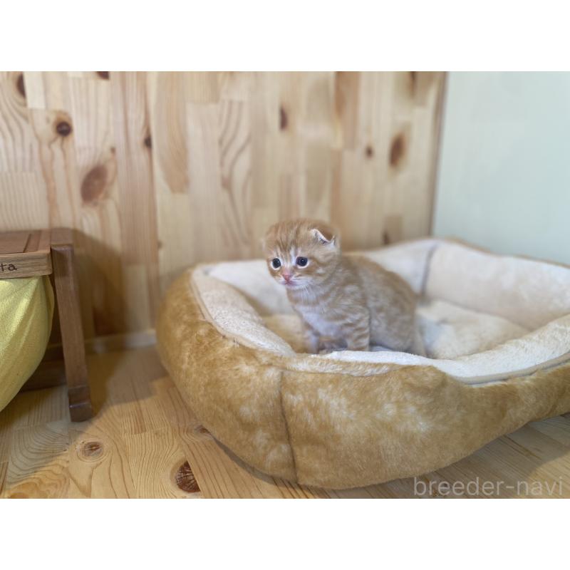 販売中の長野県のスコティッシュフォールド(折れ耳)-129370の2枚目