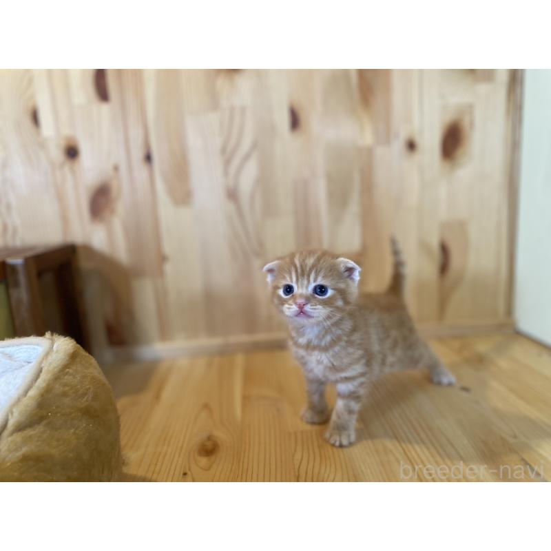 販売中の長野県のスコティッシュフォールド(折れ耳)-129373の6枚目