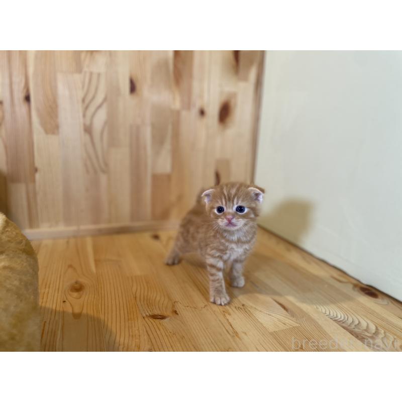 販売中の長野県のスコティッシュフォールド(折れ耳)-129373の3枚目