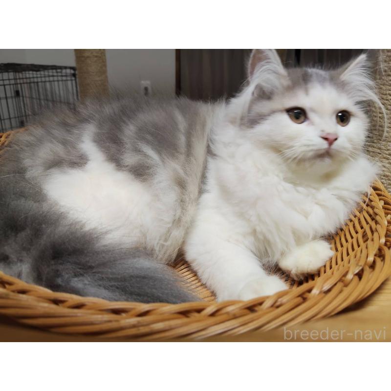 販売中の熊本県のラガマフィン-129378の2枚目