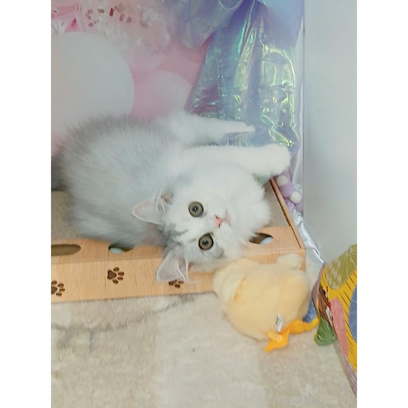 販売中の千葉県のマンチカン-129381の2枚目