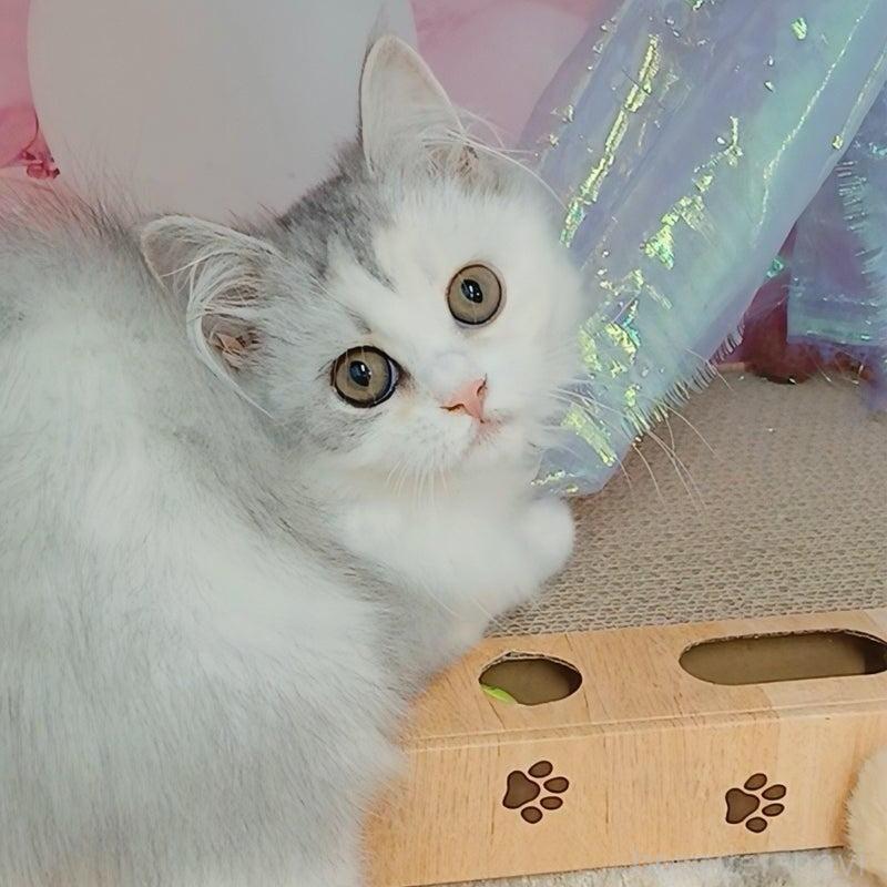 販売中の千葉県のマンチカン-129381の1枚目