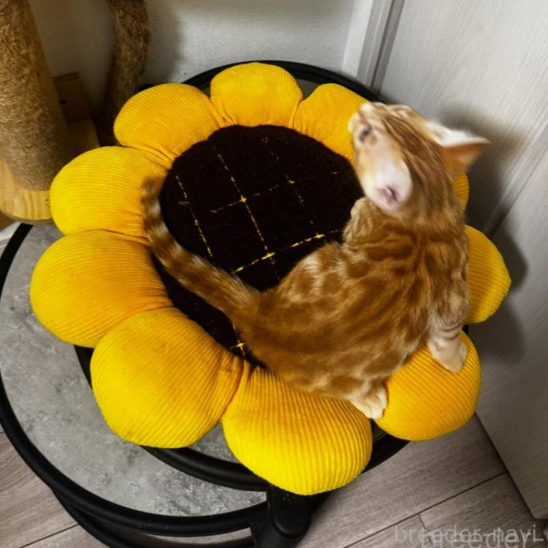 成約済の千葉県のベンガル-129380の5枚目