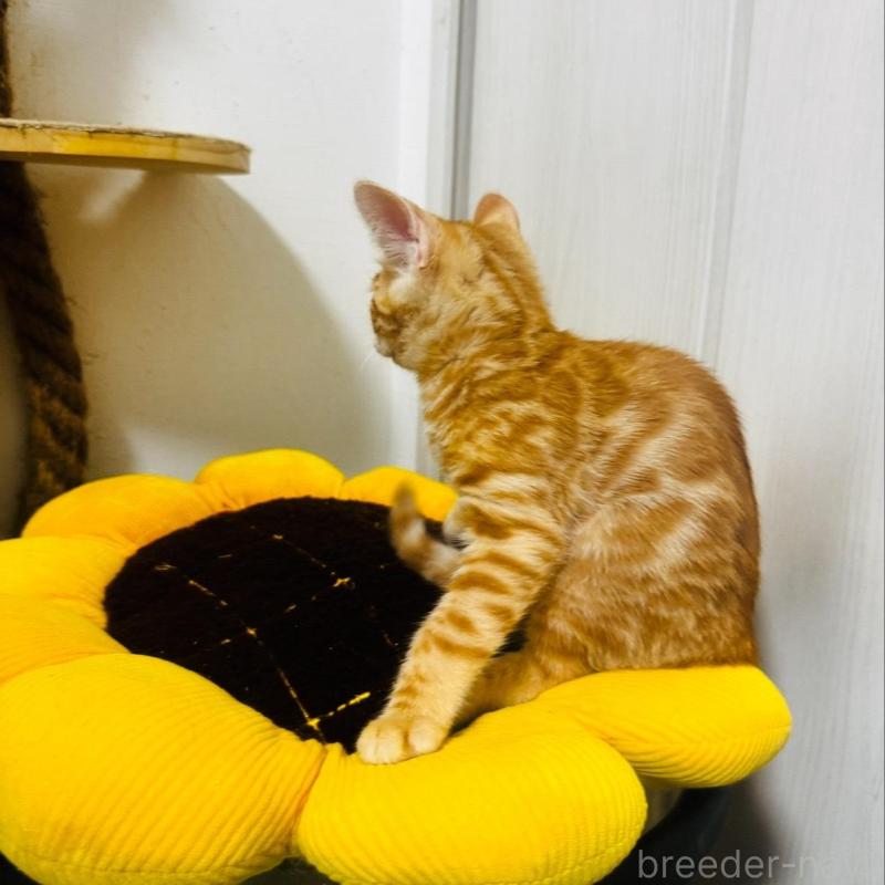 成約済の千葉県のベンガル-129380の4枚目