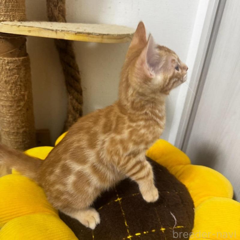 成約済の千葉県のベンガル-129380の3枚目