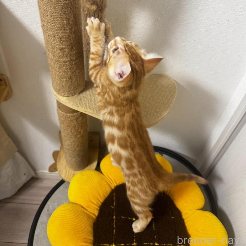 成約済の千葉県のベンガル-129380の2枚目