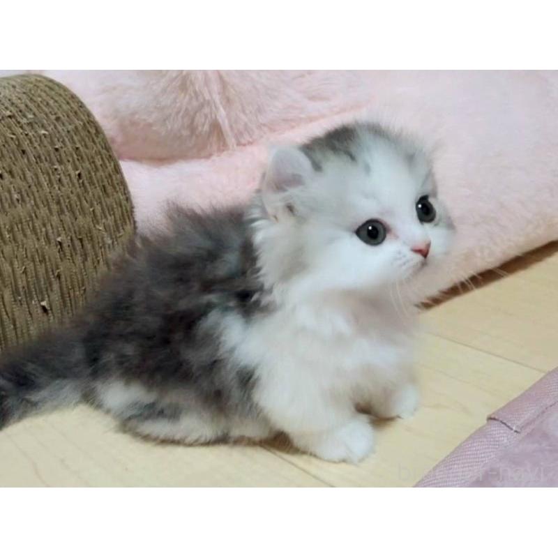 販売中の愛媛県のミヌエット(短足)-129383の5枚目