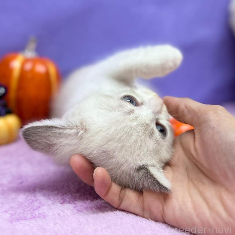 販売中の神奈川県のスコティッシュフォールド-129385の10枚目