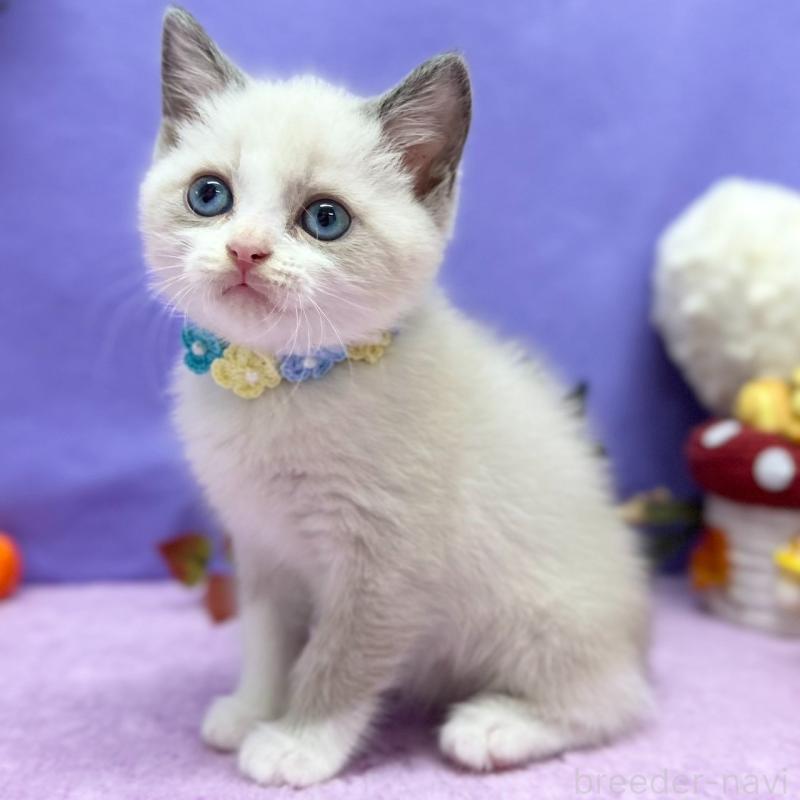 販売中の神奈川県のスコティッシュフォールド-129387の5枚目