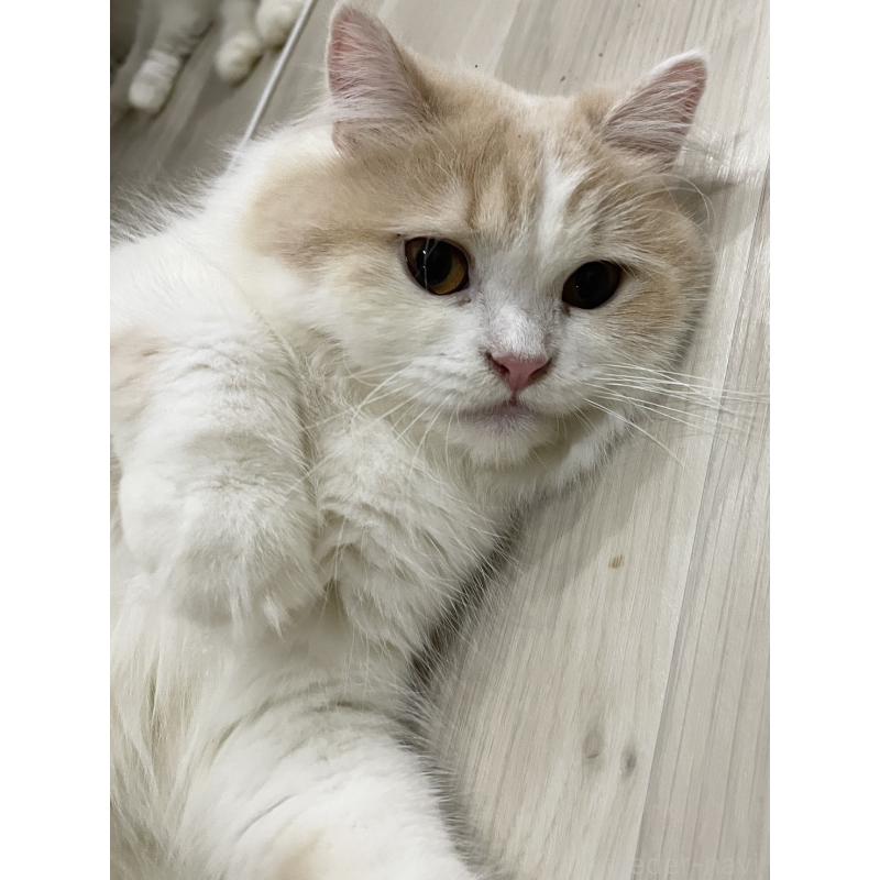 さくらちゃん1枚目