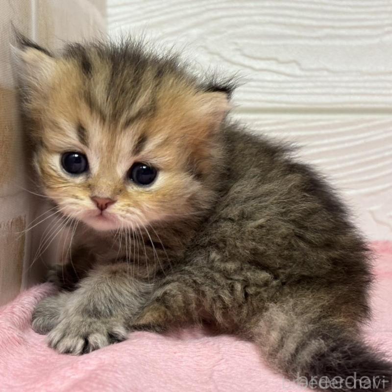 販売中の愛知県のミヌエット-129396の1枚目