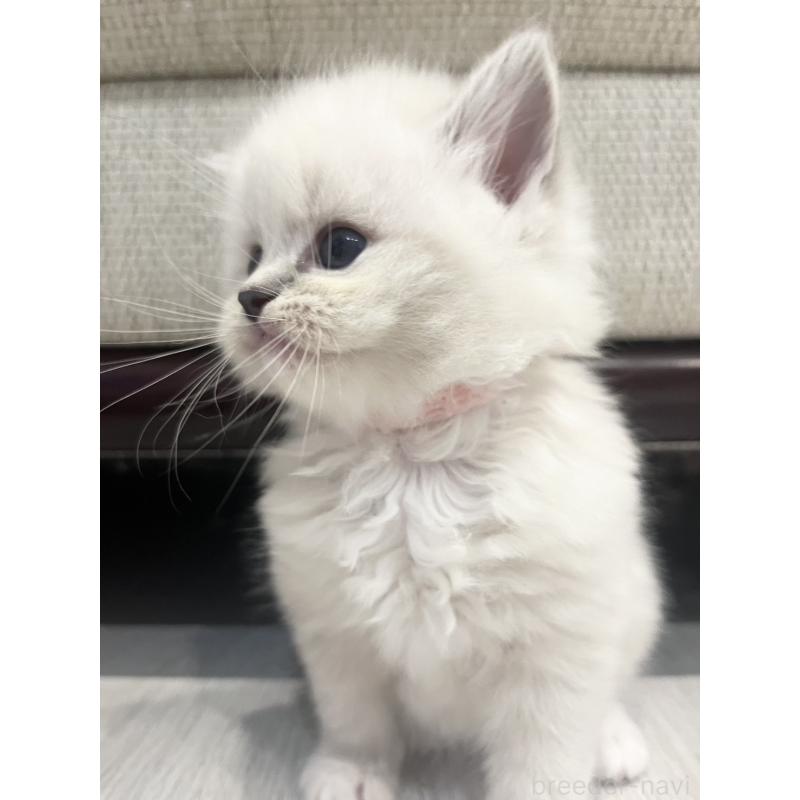 販売中の福島県のミヌエット-129417の2枚目