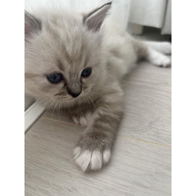 商談中の福島県のミヌエット-129418の2枚目