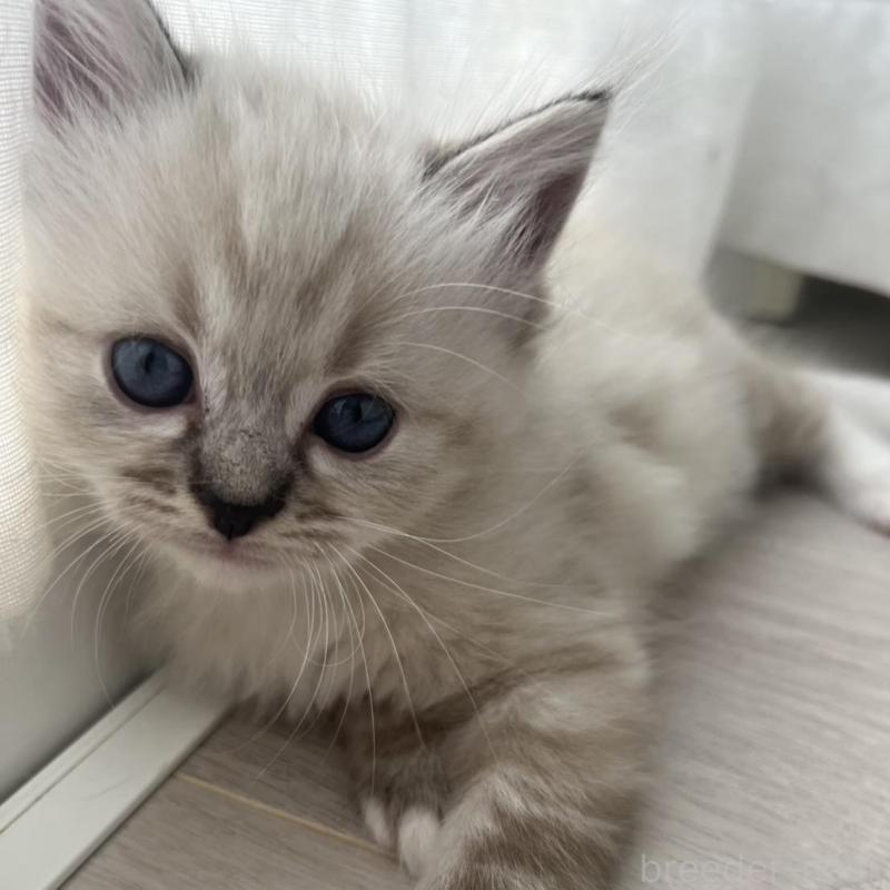 販売中の福島県のミヌエット-129418