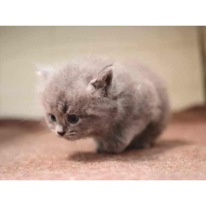 販売中の愛知県のマンチカン-129422の6枚目