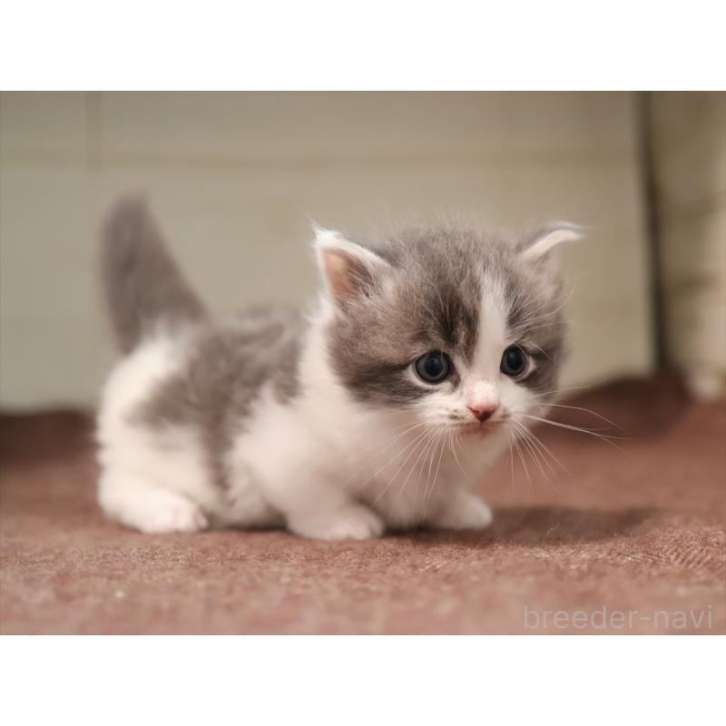 成約済の愛知県のマンチカン(短足)-129423の8枚目