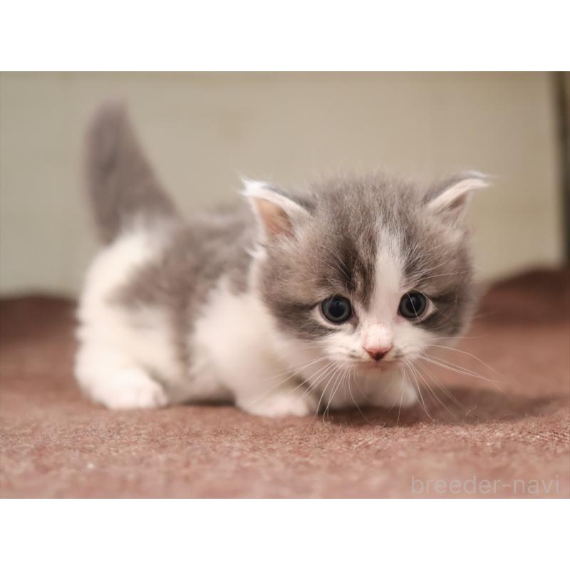 成約済の愛知県のマンチカン(短足)-129423の7枚目