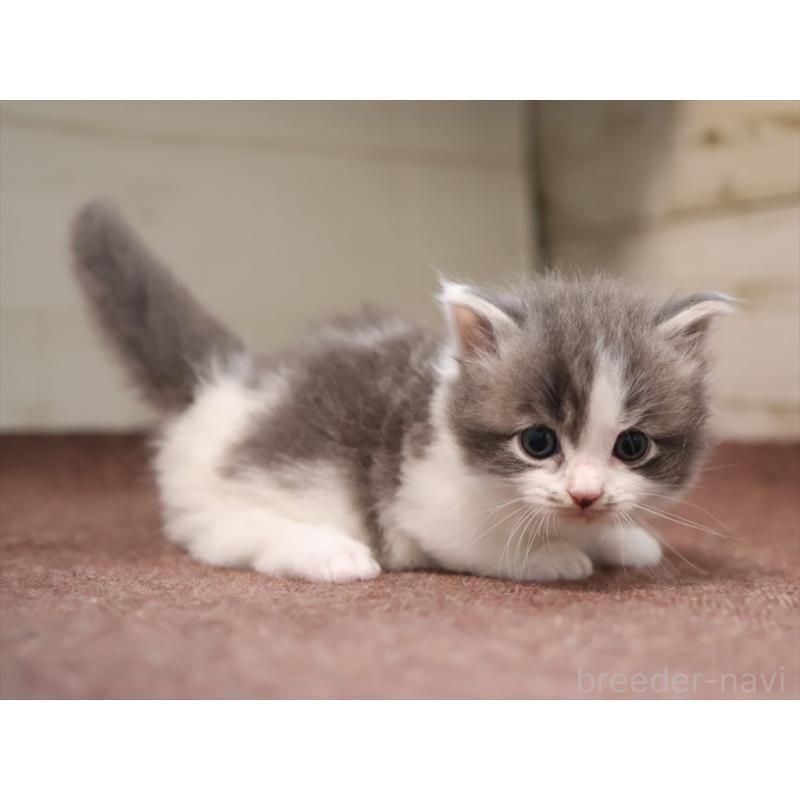 成約済の愛知県のマンチカン(短足)-129423の6枚目