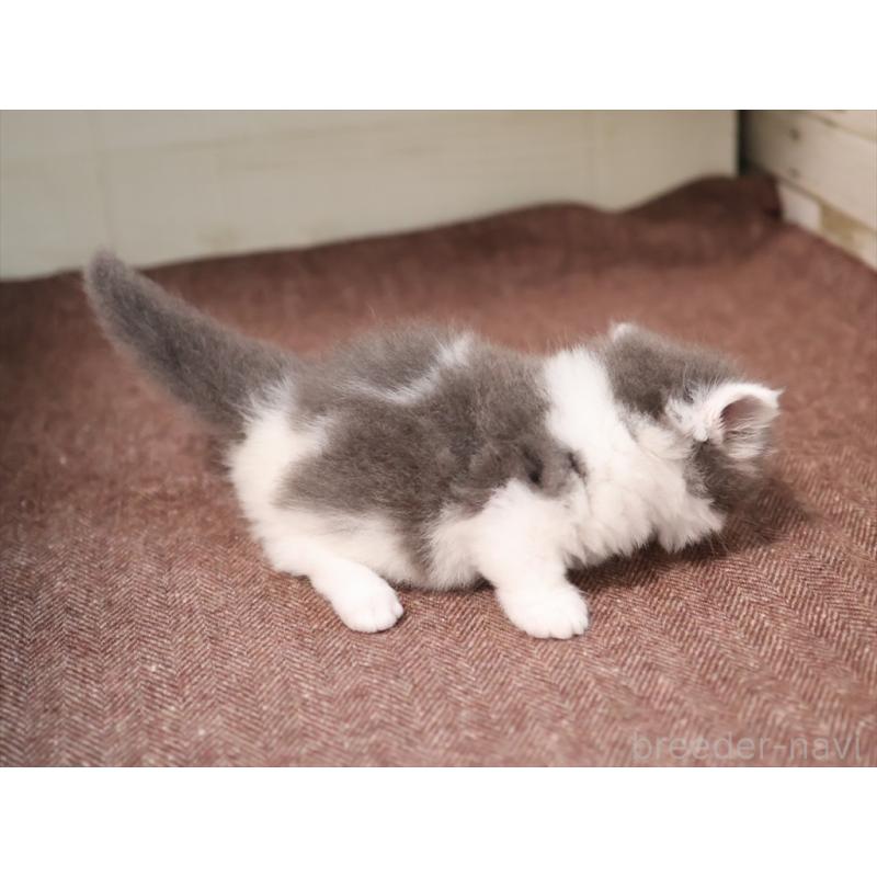 成約済の愛知県のマンチカン(短足)-129423の5枚目