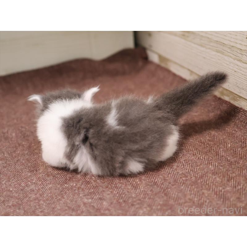 成約済の愛知県のマンチカン(短足)-129423の4枚目