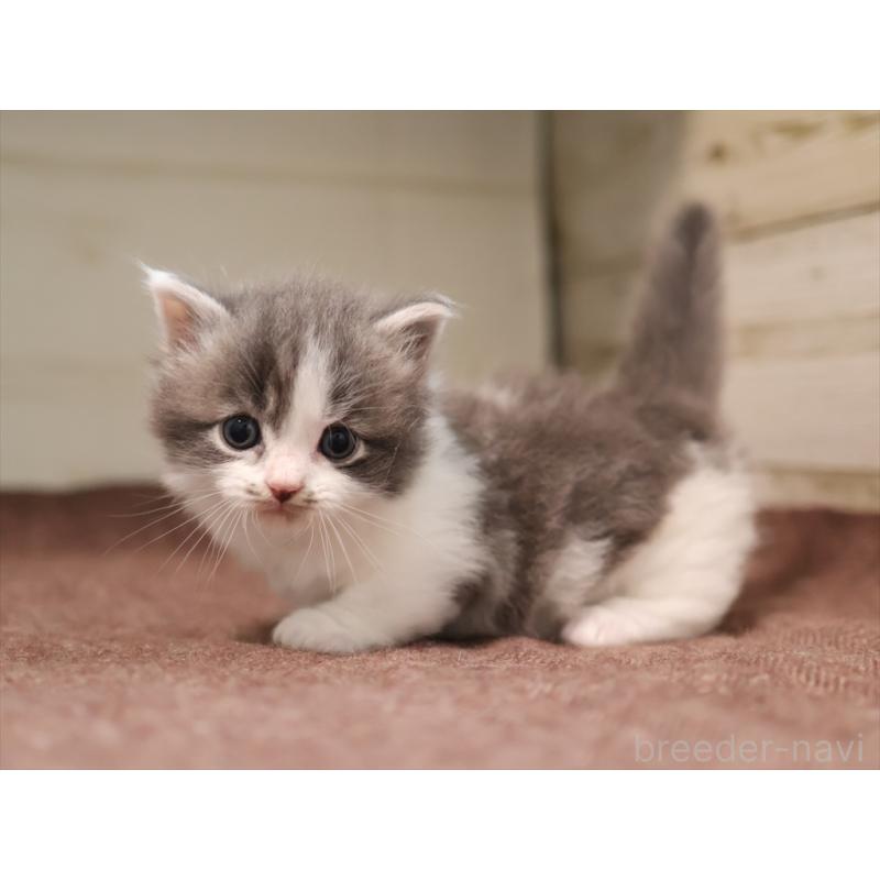 成約済の愛知県のマンチカン(短足)-129423の3枚目