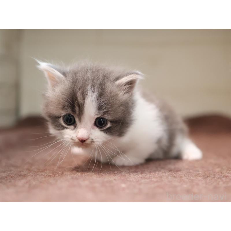 成約済の愛知県のマンチカン(短足)-129423の2枚目