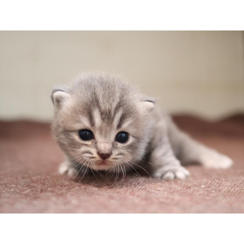 成約済の愛知県のマンチカン-129425の9枚目