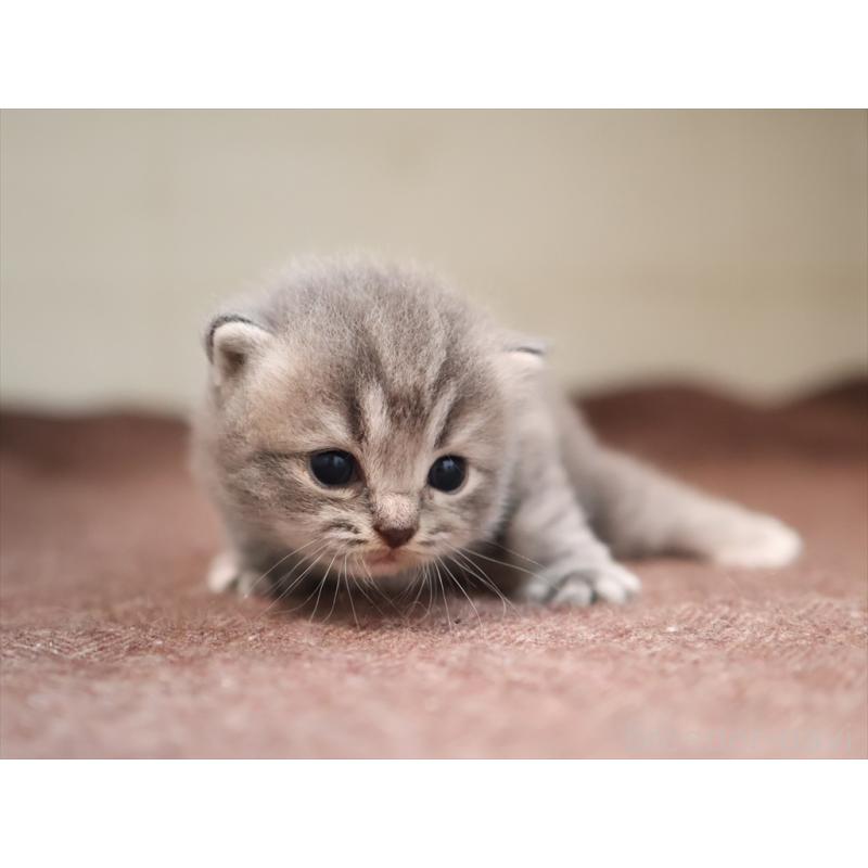 成約済の愛知県のマンチカン-129425の10枚目