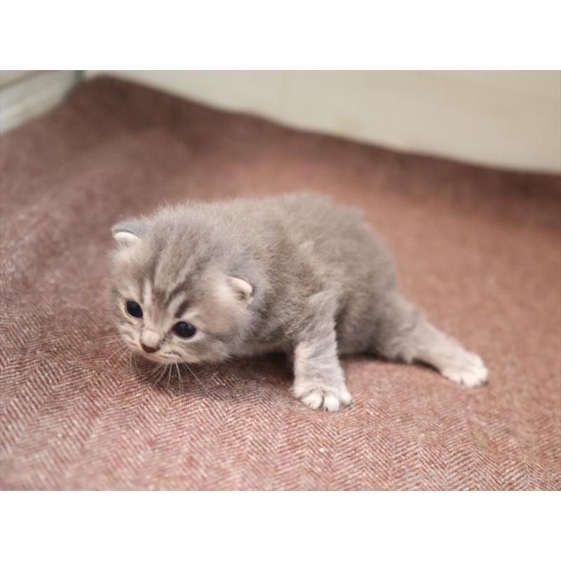 成約済の愛知県のマンチカン-129425の8枚目