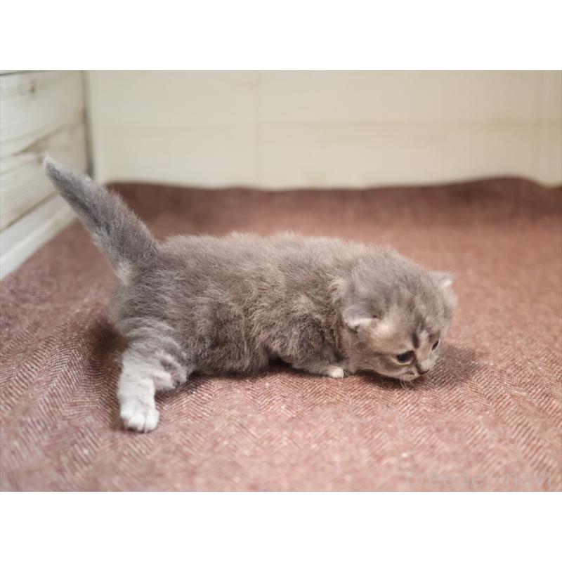 成約済の愛知県のマンチカン-129425の7枚目