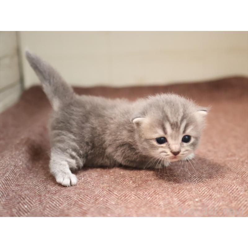 成約済の愛知県のマンチカン-129425の6枚目