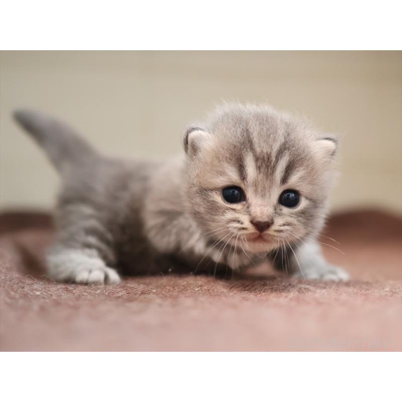 成約済の愛知県のマンチカン-129425の5枚目