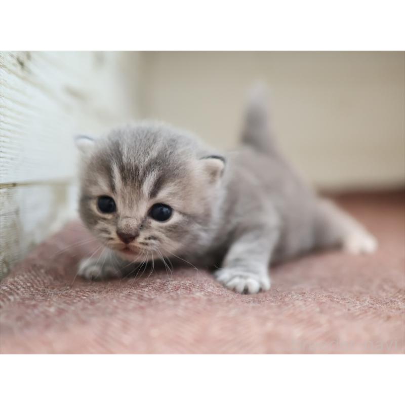 成約済の愛知県のマンチカン-129425の4枚目