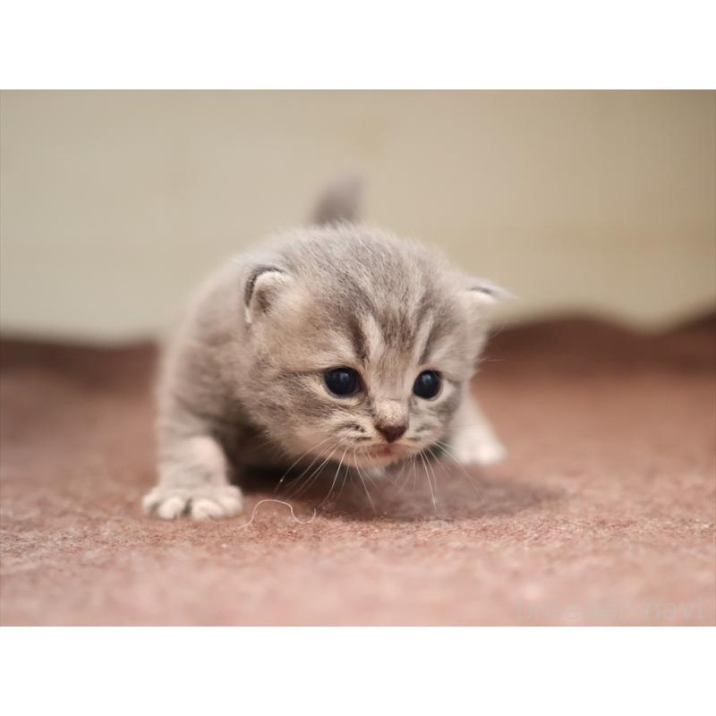 成約済の愛知県のマンチカン-129425の3枚目