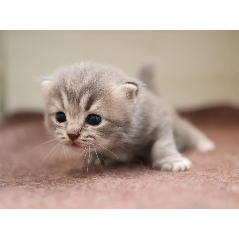 成約済の愛知県のマンチカン-129425の2枚目