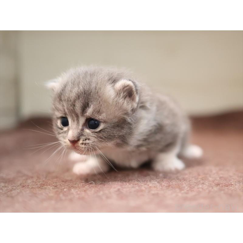 商談中の愛知県のマンチカン(短足)-129427の9枚目