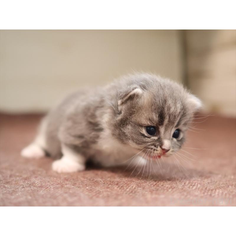 商談中の愛知県のマンチカン(短足)-129427の8枚目