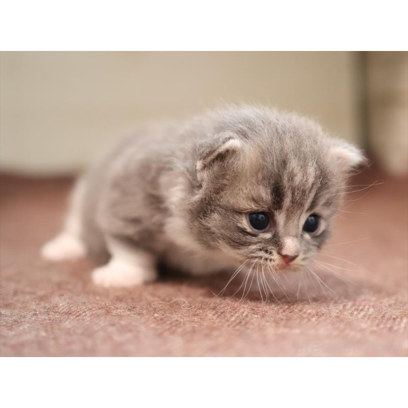 商談中の愛知県のマンチカン(短足)-129427の7枚目