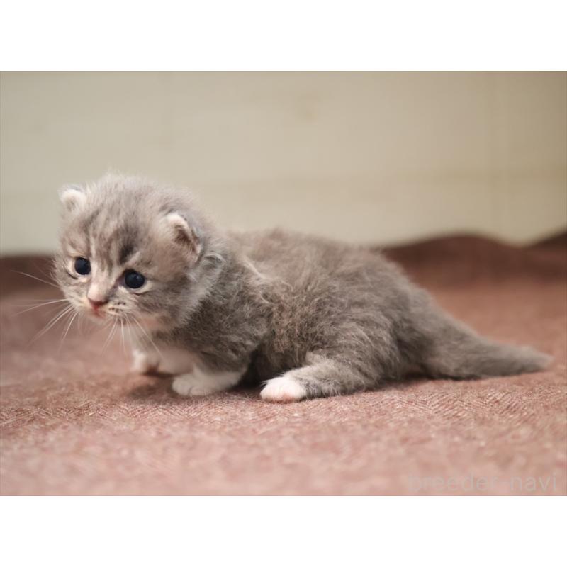 商談中の愛知県のマンチカン(短足)-129427の6枚目