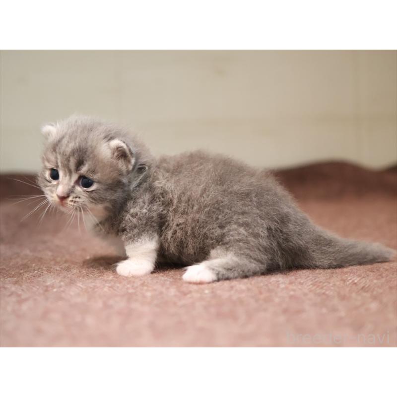 商談中の愛知県のマンチカン(短足)-129427の5枚目