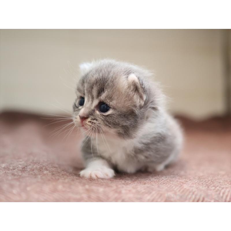 商談中の愛知県のマンチカン(短足)-129427の3枚目