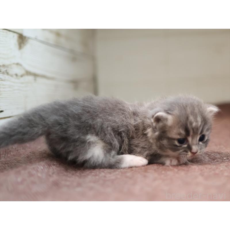商談中の愛知県のマンチカン(短足)-129427の2枚目