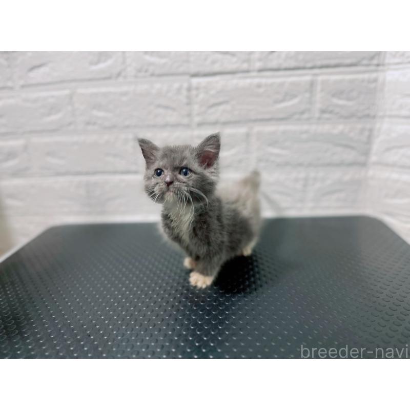 販売中の鹿児島県のミックス-126947の5枚目