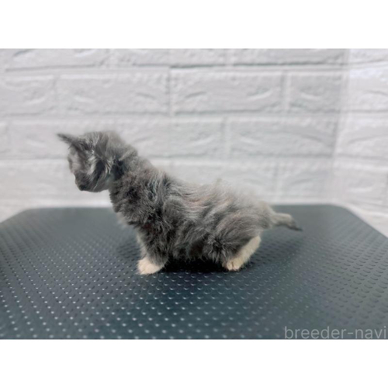 販売中の鹿児島県のミックス-126947の4枚目